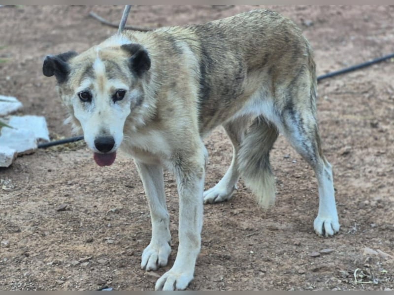 Ida - Riesen Teddy mit liebem Gesicht