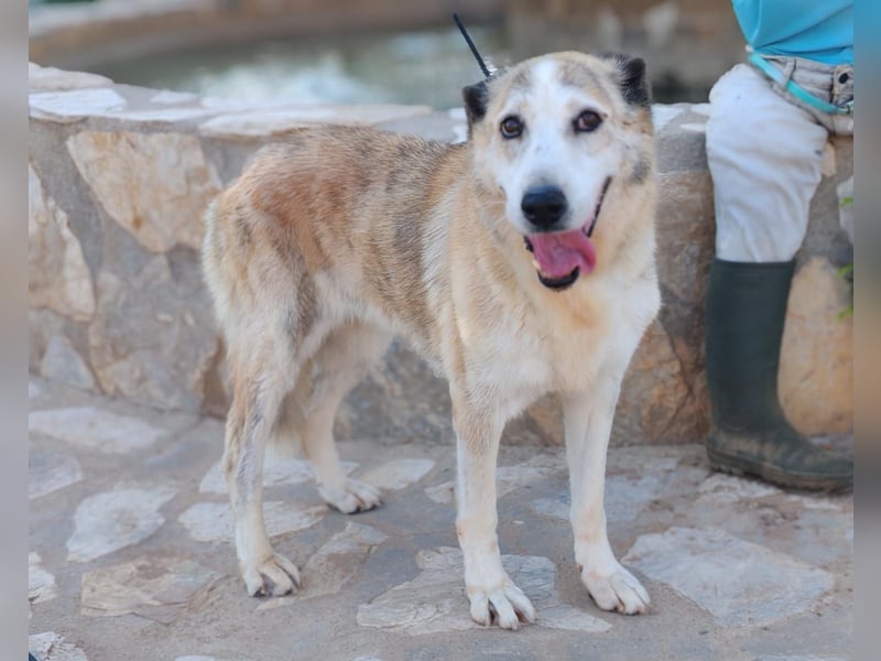 Ida - Riesen Teddy mit liebem Gesicht