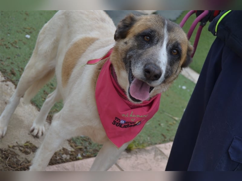 Sasha - besonders sensible, liebevolle Hündin