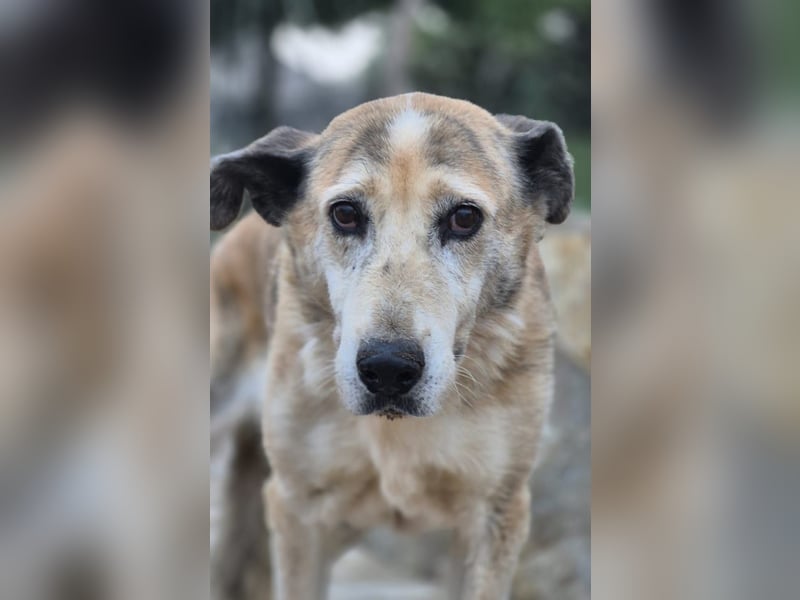 Ida - Riesen Teddy mit liebem Gesicht