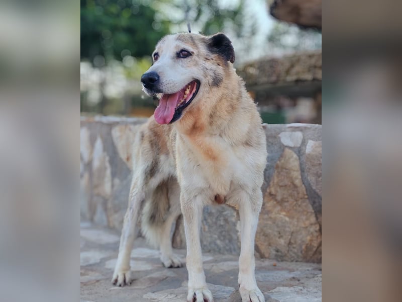 Ida - Riesen Teddy mit liebem Gesicht