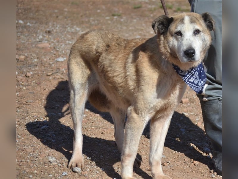 Ida - Riesen Teddy mit liebem Gesicht
