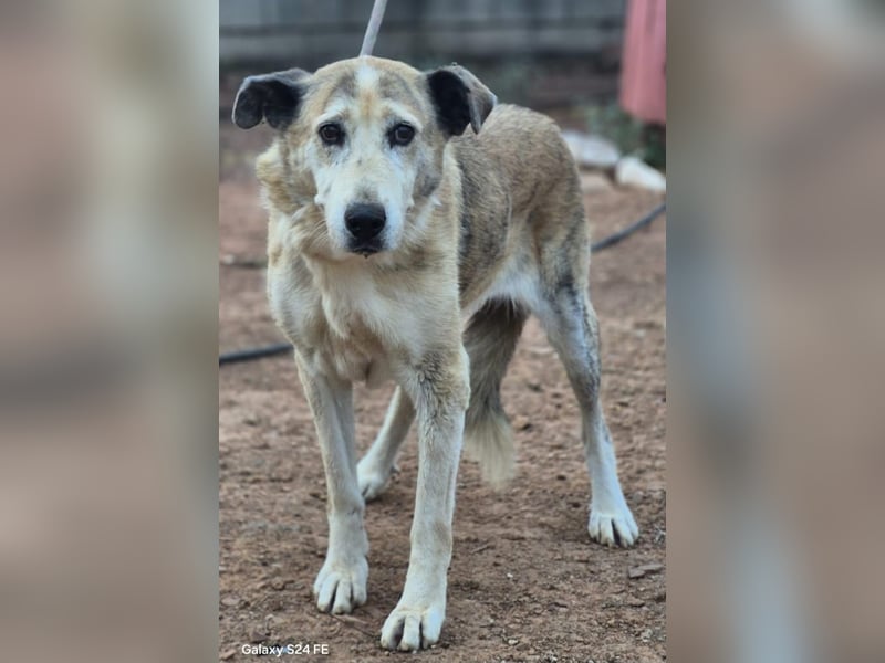 Ida - Riesen Teddy mit liebem Gesicht