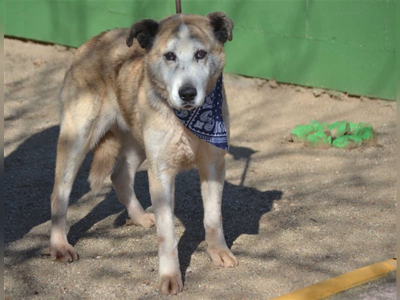 Ida - Riesen Teddy mit liebem Gesicht