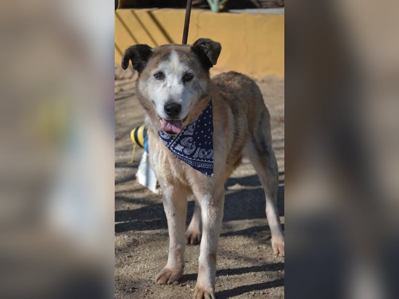 Ida - Riesen Teddy mit liebem Gesicht