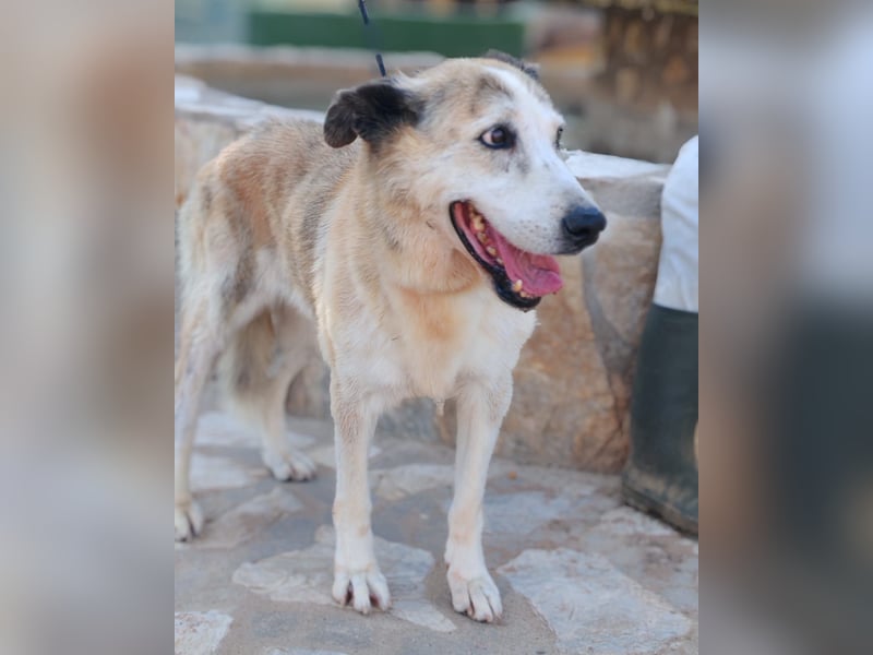 Ida - Riesen Teddy mit liebem Gesicht