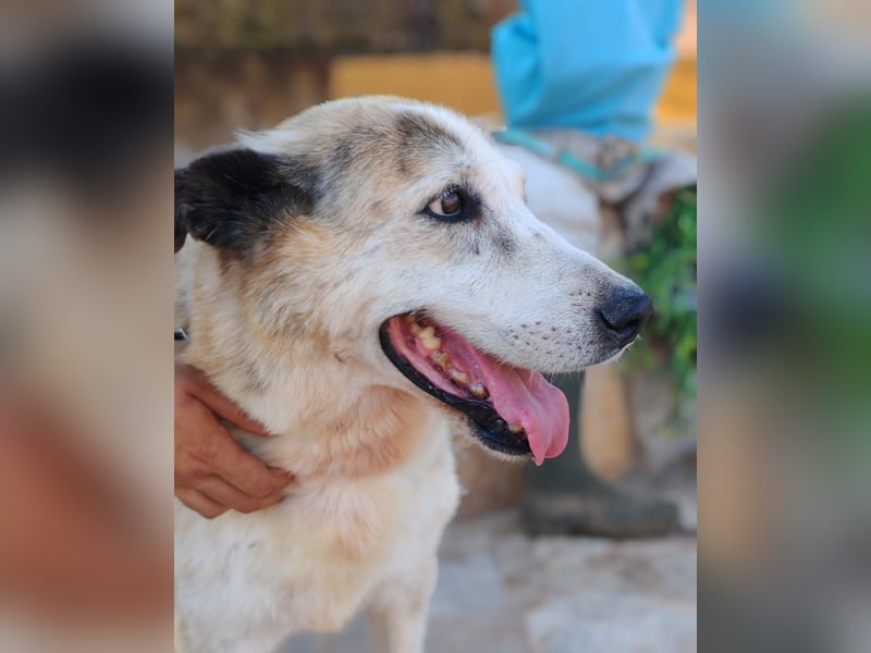 Ida - Riesen Teddy mit liebem Gesicht