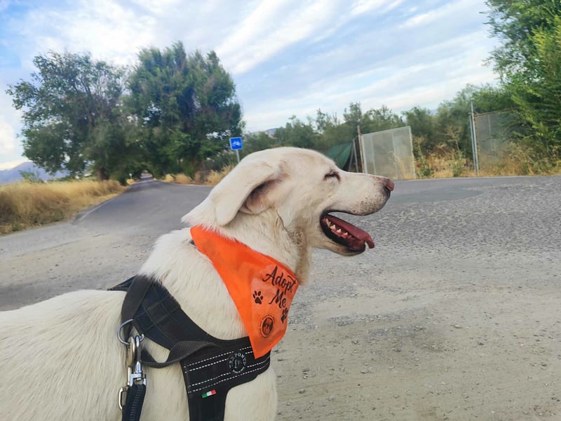 BLANCA