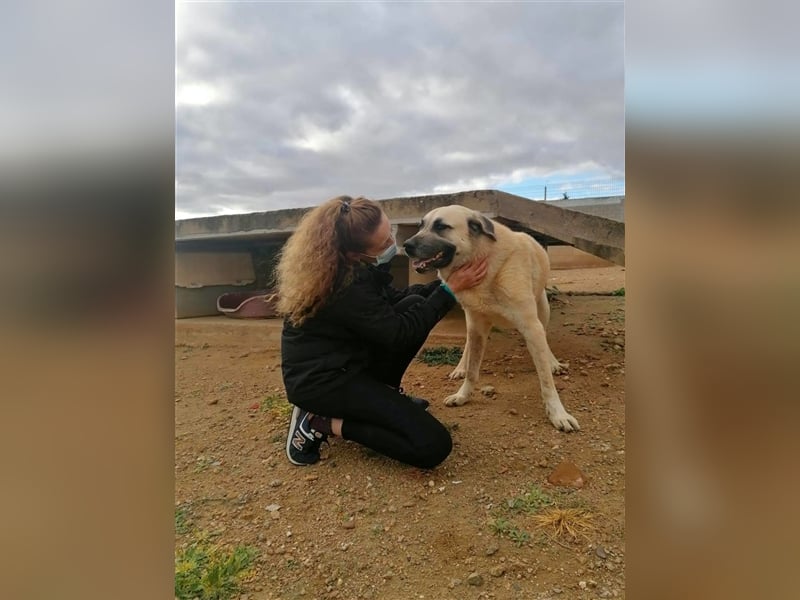 Everst - ruhiger und ausgeglichener Mastin