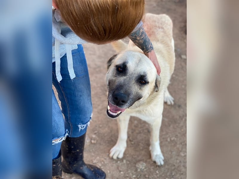 Everst - ruhiger und ausgeglichener Mastin