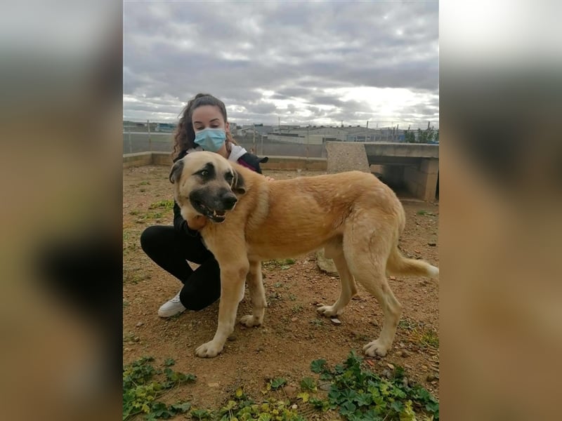 Everst - ruhiger und ausgeglichener Mastin