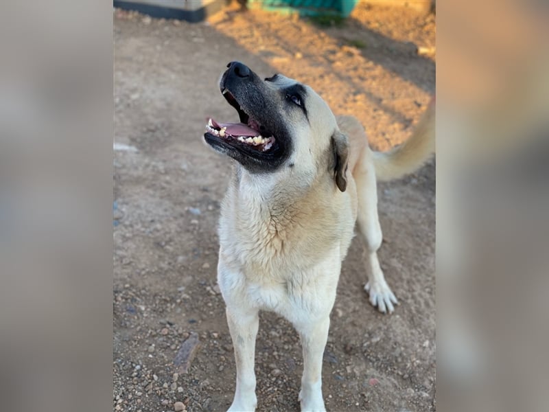 Everst - ruhiger und ausgeglichener Mastin