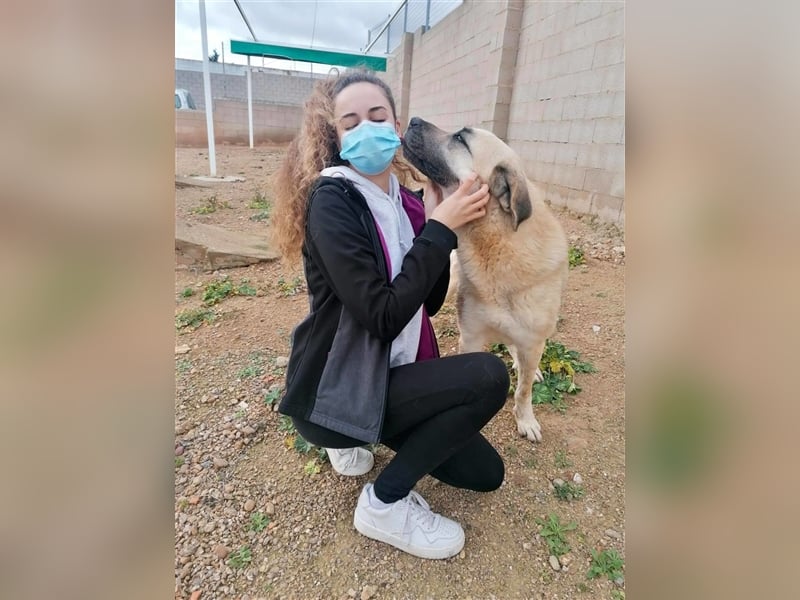 Everst - ruhiger und ausgeglichener Mastin