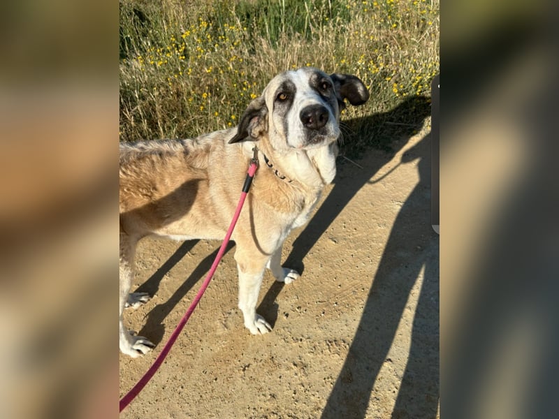 Mika - befindet sich auf einer Pflegestelle in 46286 Dorsten