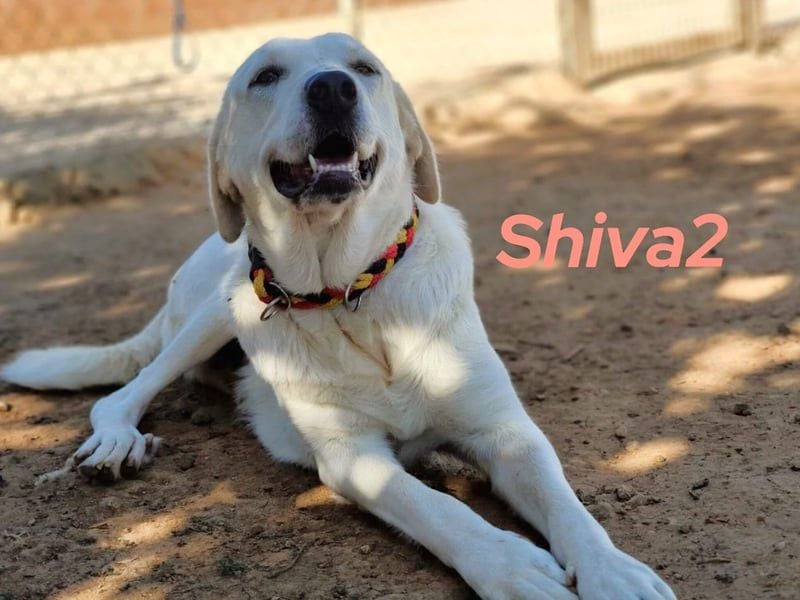 Shiva2 geb. 10/2020 (ESP) - sanftmütige, ausgeglichene und menschenbezogene Mastín Español Hündin!