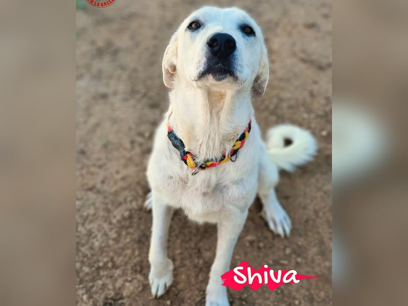 Shiva2 10/2020 (ESP) - sanftmütige, ausgeglichene und menschenbezogene Mastín Español Hündin!
