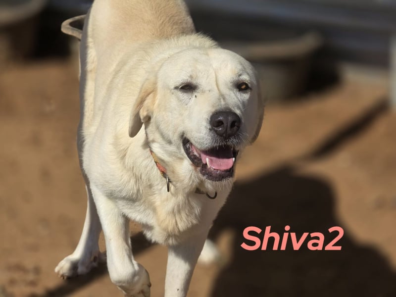 Shiva2 10/2020 (ESP) - sanftmütige, ausgeglichene und menschenbezogene Mastín Español Hündin!