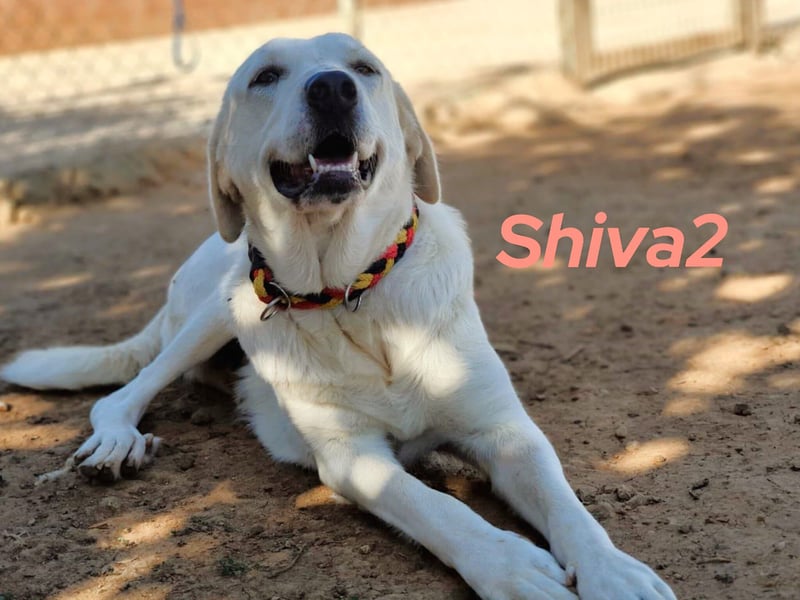 Shiva2 10/2020 (ESP) - sanftmütige, ausgeglichene und menschenbezogene Mastín Español Hündin!