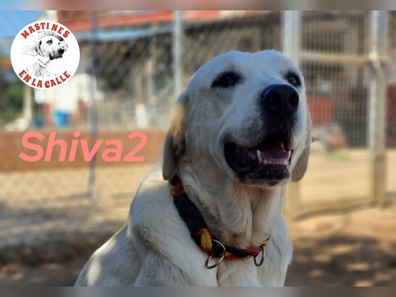 Shiva2 10/2020 (ESP) - sanftmütige, ausgeglichene und menschenbezogene Mastín Español Hündin!