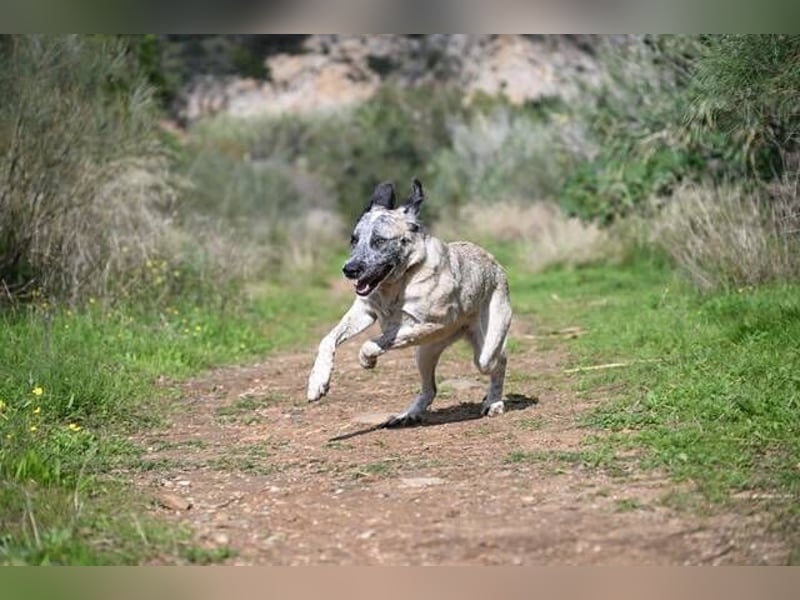 Sapphire (Spanien) - superfreundliche Mischlingshündin