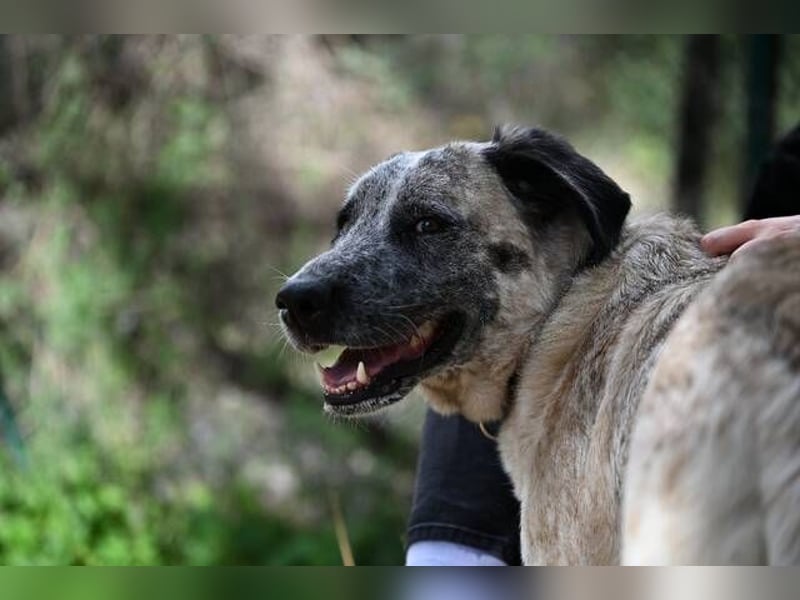 Sapphire (Spanien) - superfreundliche Mischlingshündin