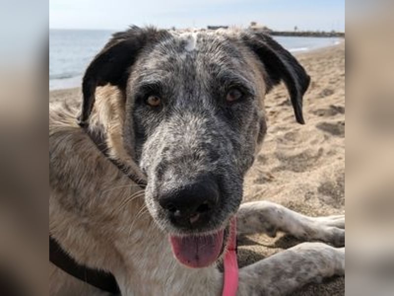 Sapphire (Spanien) - superfreundliche Mischlingshündin