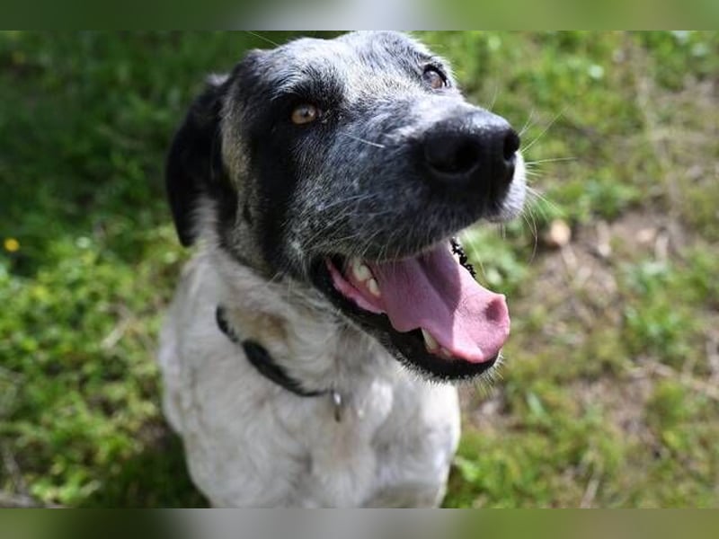 Sapphire (Spanien) - superfreundliche Mischlingshündin
