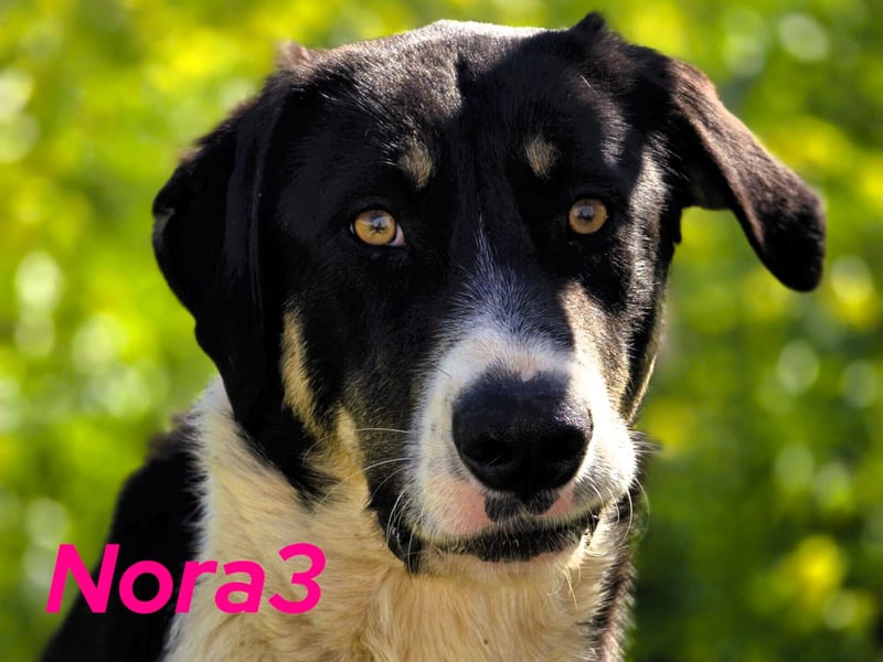 Nora3 01/2024 (ESP) - vertrauensvolle, aufgeschlossene und sehr soziale Mastín Español Hündin!