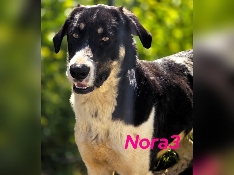 Nora3 01/2024 (ESP) - vertrauensvolle, aufgeschlossene und sehr soziale Mastín Español Hündin!