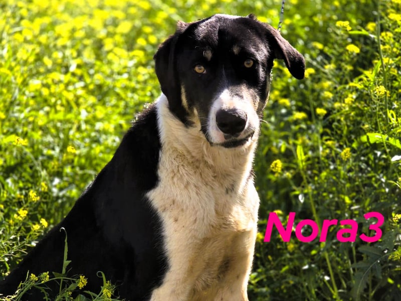 Nora3 01/2024 (ESP) - vertrauensvolle, aufgeschlossene und sehr soziale Mastín Español Hündin!