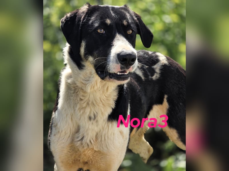 Nora3 01/2024 (ESP) - vertrauensvolle, aufgeschlossene und sehr soziale Mastín Español Hündin!