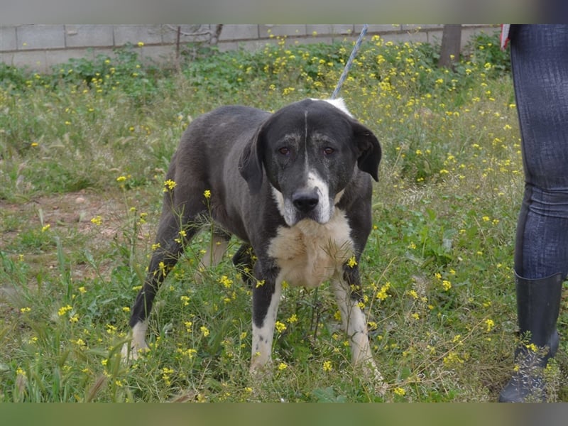 Sansa - großes Hundemädchen mit großem Herzen