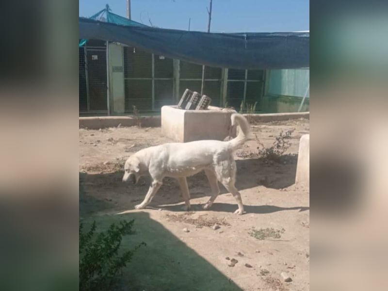 BLANCA