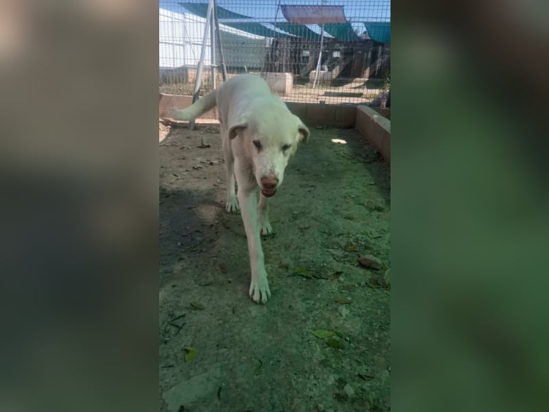 BLANCA