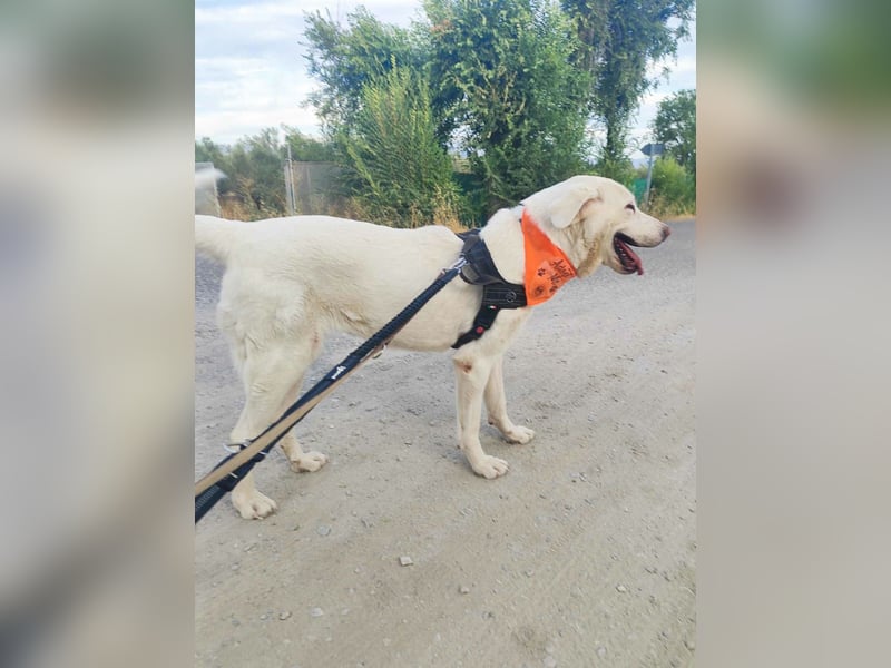 BLANCA