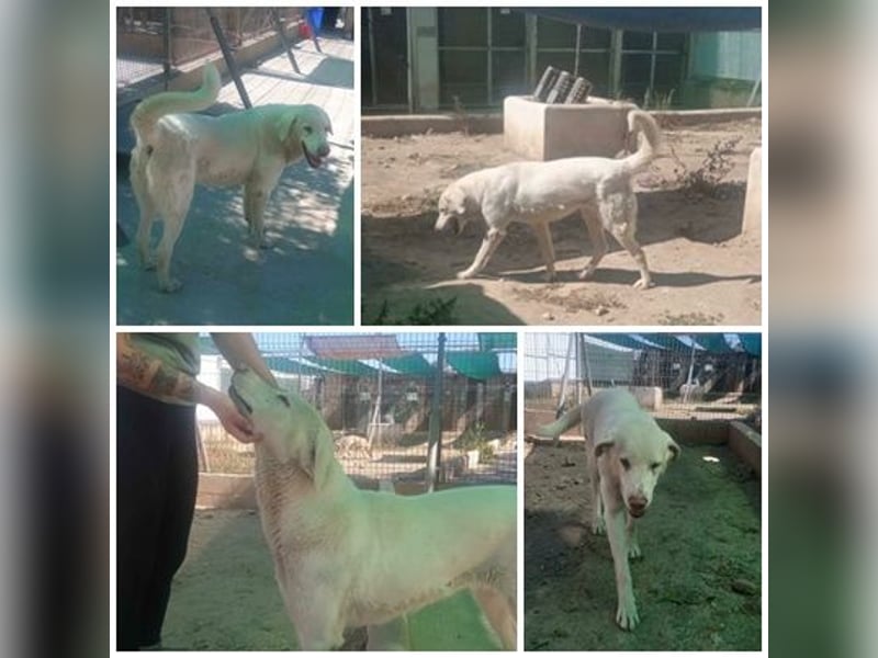 BLANCA