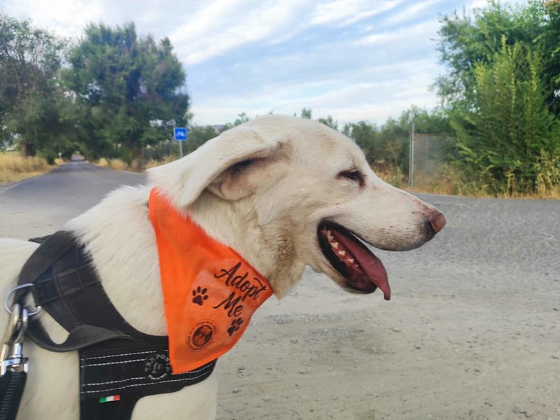 BLANCA