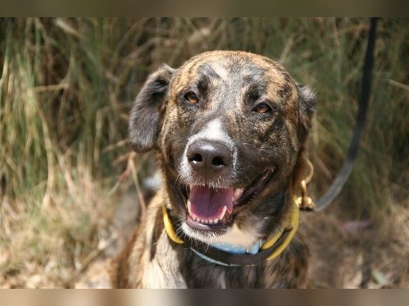 Loki (Spanien) - würde sehr gerne aufs Land ziehen