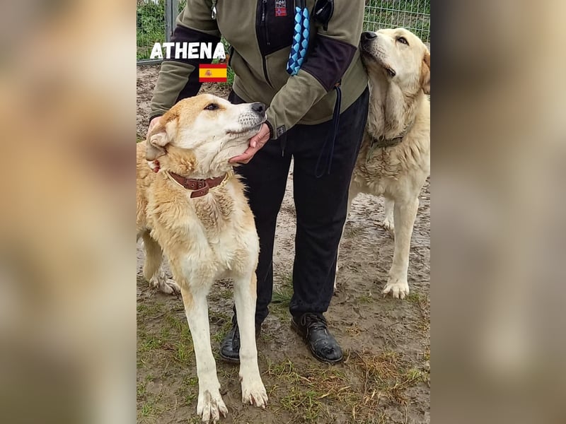 Athena - ruhig und geduldig