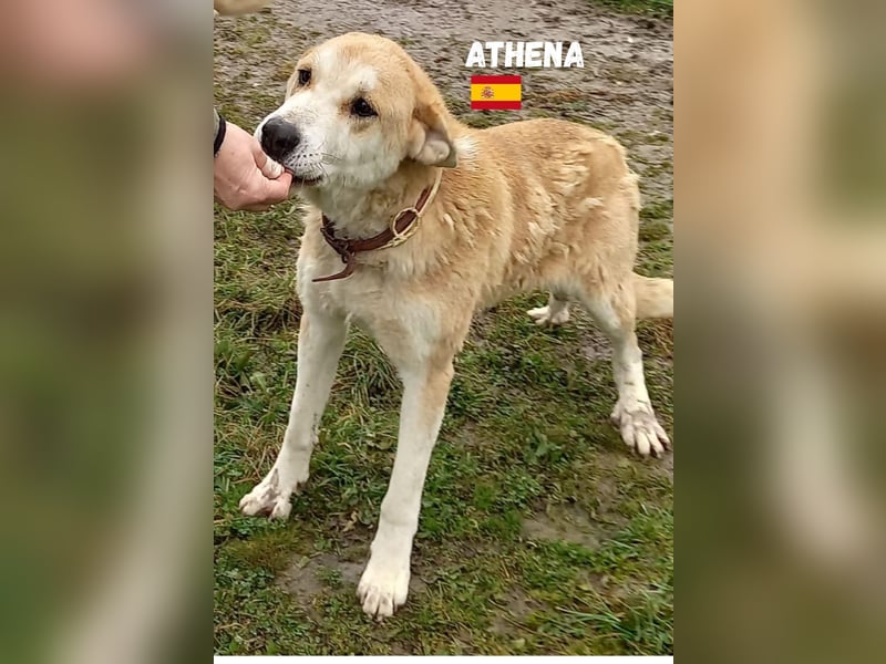 Athena - ruhig und geduldig