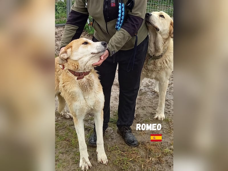 Romeo,geb.11/21,gemütlicher Mastin Espanol sucht seine Familie