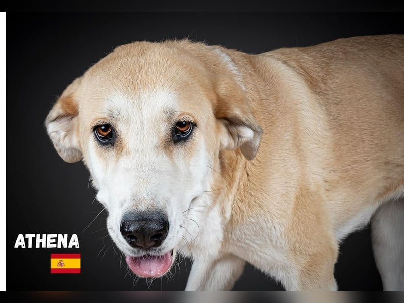 Athena - ruhig und geduldig