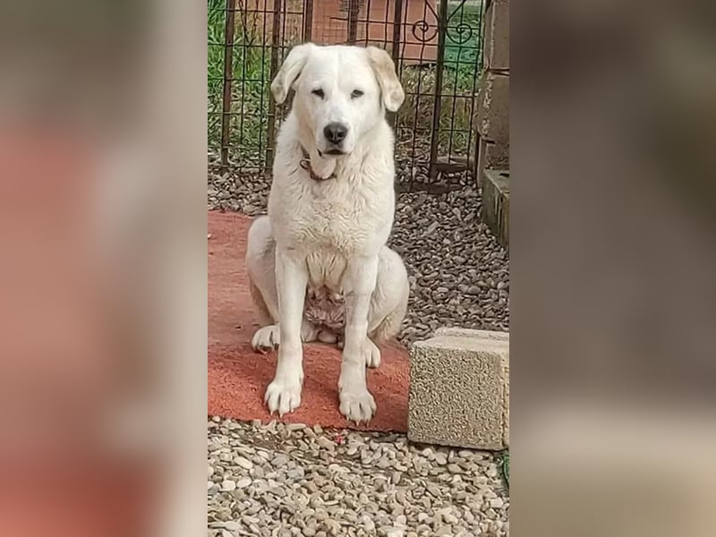 Dulce, mag kleinere Hunde sehr gerne