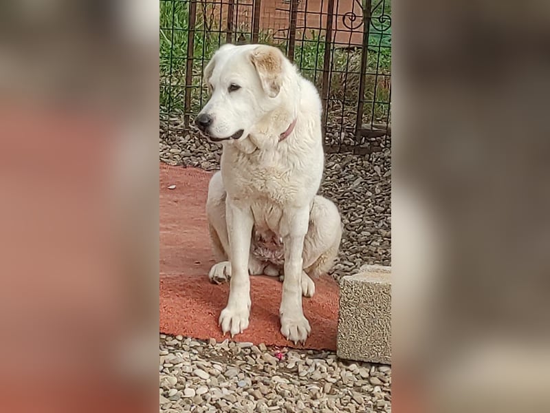 Dulce, Große Dame, kleines Herzblatt - liebevolle Hündin sucht Heim mit kleinem Hund