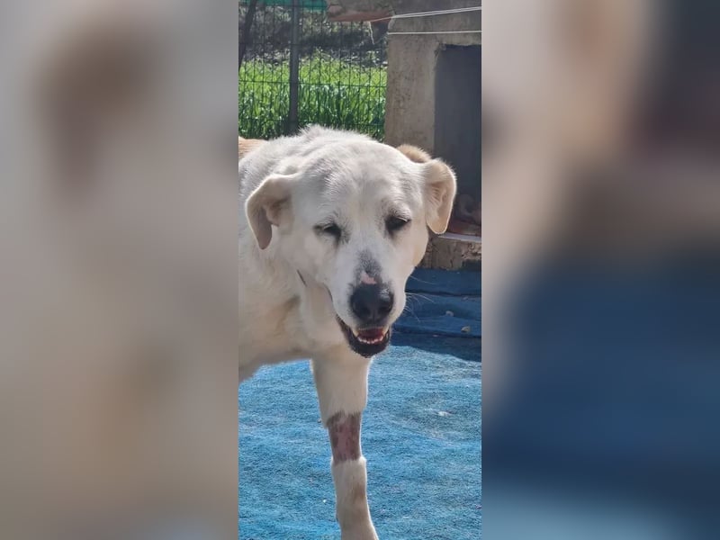 Große Dame, kleines Herzblatt - liebevolle Hündin sucht Heim mit kleinem Hund