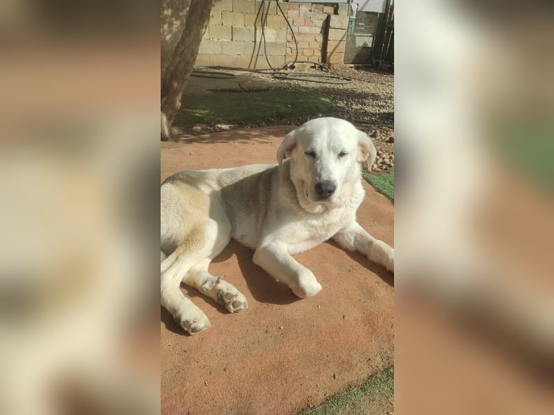 Dulce, Große Dame, kleines Herzblatt - liebevolle Hündin sucht Heim mit kleinem Hund