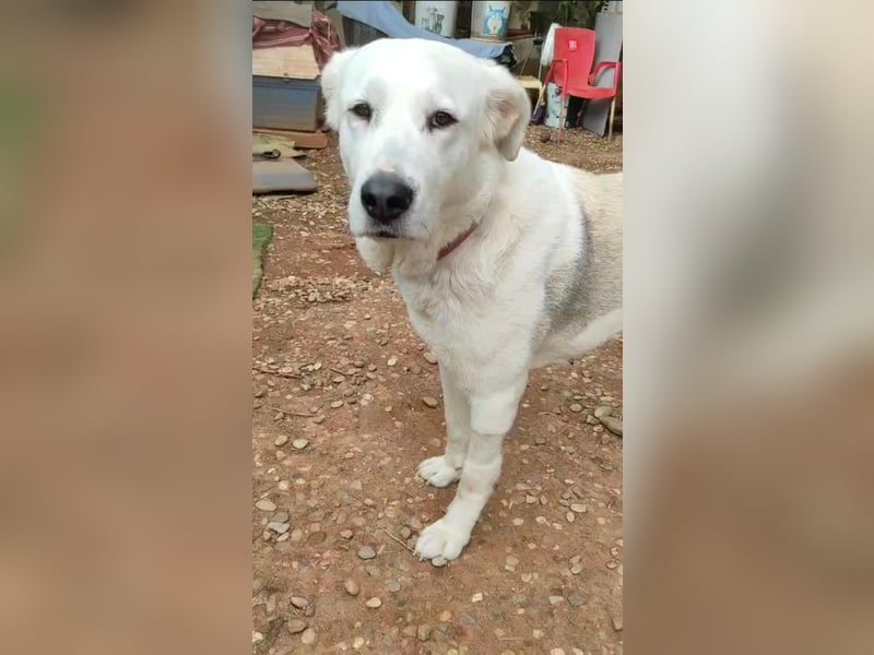 Dulce, Große Dame, kleines Herzblatt - liebevolle Hündin sucht Heim mit kleinem Hund