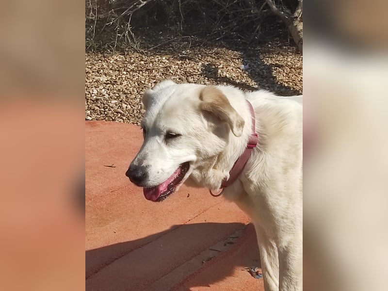 Dulce, Große Dame, kleines Herzblatt - liebevolle Hündin sucht Heim mit kleinem Hund