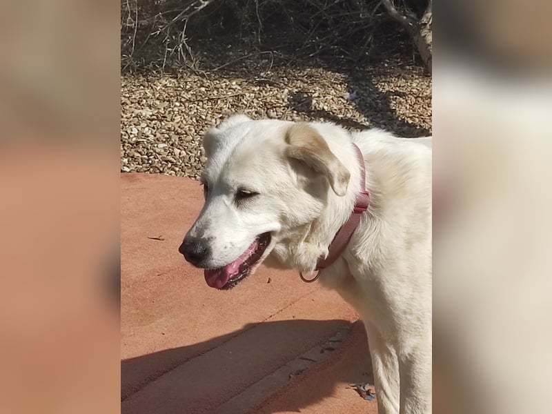 Dulce, Große Dame, kleines Herzblatt - liebevolle Hündin sucht Heim mit kleinem Hund