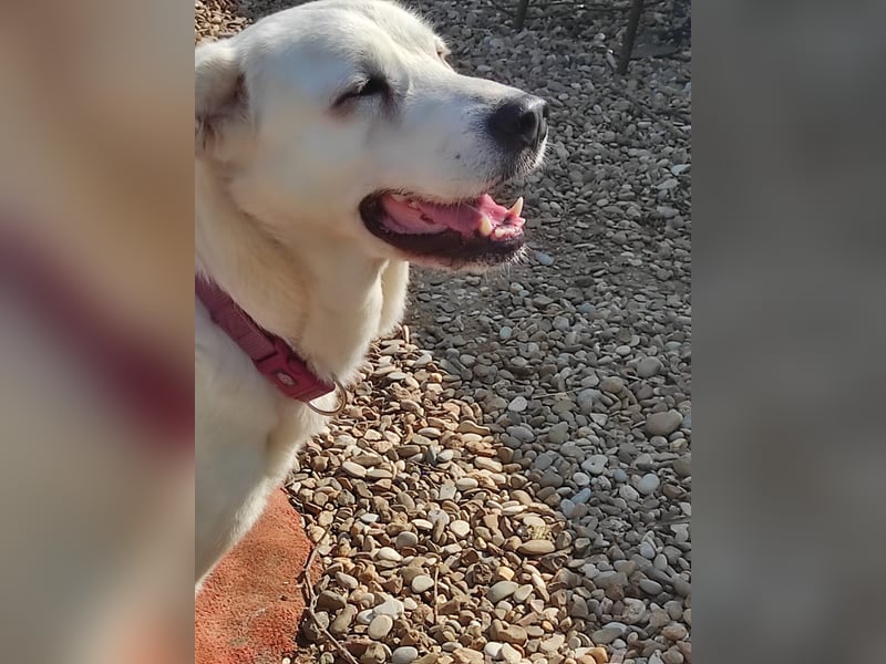 Dulce, Große Dame, kleines Herzblatt - liebevolle Hündin sucht Heim mit kleinem Hund